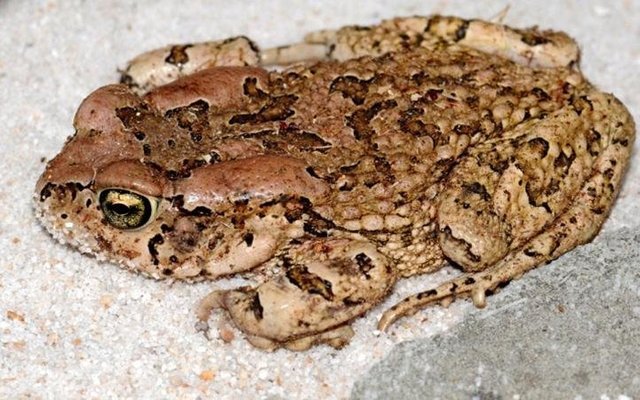 Klublid Jane Bailey se perfekte padda